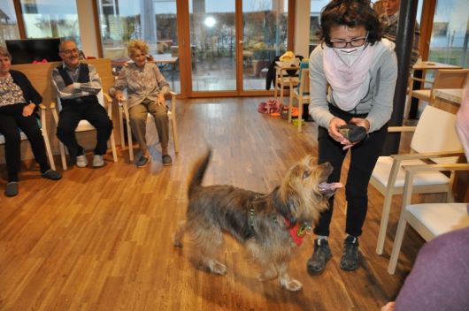 Therapiehund
